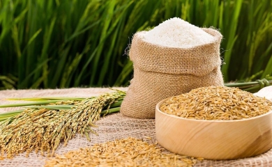 Mẹo Bảo Quản Gạo Để Lâu Không Lo Bị Mọt